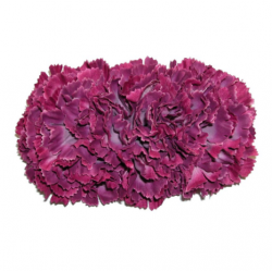 Tiara claveles